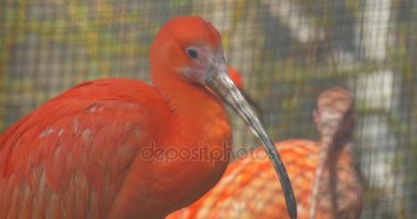İki Scarlet Ibises kamera kırmızı tüyler uzun boyun kuşlar Hayvanat Bahçesi büyük kuş kafesi veya kafes Eudocimus Ruber, ulusal kuş Trinidad ve Tobago arıyor