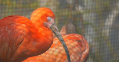 Onun tüyleri Scarlet zooloji biyoloji okuyan Ibis uzun aşağı bakıp kuş gagası Hayvanat Bahçesi büyük kuş kafesi veya kafes gezi hayvanat bahçesine güneşli bahar günde kavisli.