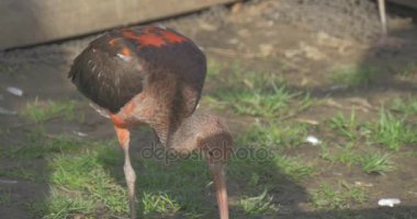 İki çocuk Scarlet Ibises çim kuş parlak kırmızı Nibbling tüyleri uzun aşağı kıvrık gezi güneşli bahar günü eğitim Hayvanat Bahçesi zooloji gagasında