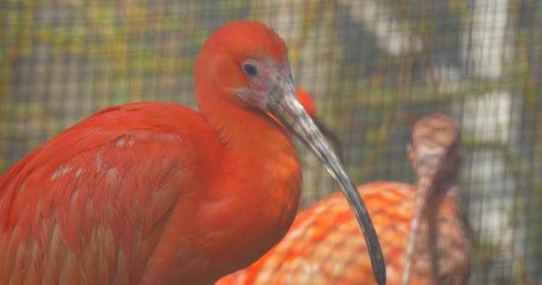 Deux îles écarlates regardant la caméra Plumes rouges Oiseaux à long cou dans le zoo Aviaire ou cage Eudocimus Ruber est l'oiseau national de Trinité-et-Tobago — Video