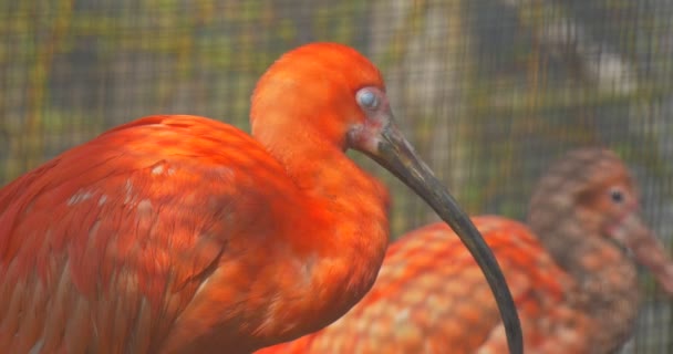 Dois Ibises Escarlate Penas Vermelhas Brilhantes Bico Curvo Longo no Zoológico Zoológico Aviário ou Gaiola Estudar Ibis é o Pássaro Nacional de Trinidad e Tobago — Vídeo de Stock