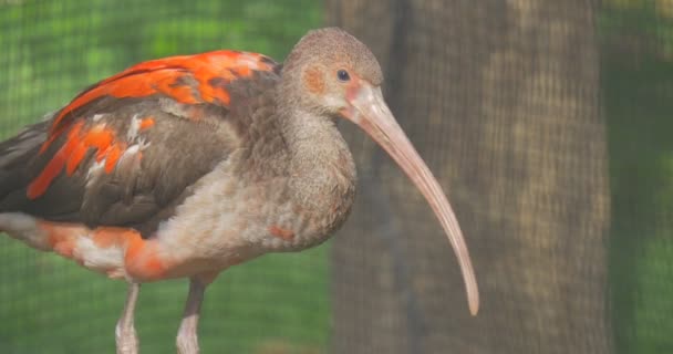 Jonge rood en Gray Scarlet Ibis vogel zoölogie studeren lange naar beneden gebogen snavel in Zoo volière of kooi Ibis is de nationale vogel van Trinidad en Tobago — Stockvideo