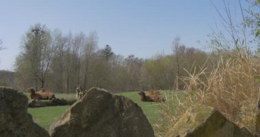 Taşlar ile eğitim güneşli gün deve otlatma iki Humps bile parmaklı Ungulate zooloji Zoo bahar hayvanlarda arkasından deve hayvanların görünümü