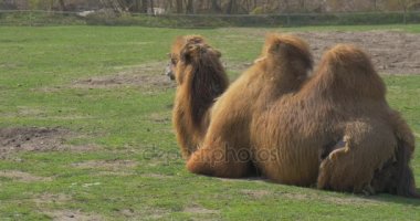 Bactrian iki büyük hayvan bile parmaklı Ungulate gezi bahar güneşli gün deve otlatma hayvanat bahçesine Humps güneşe bir çim üzerinde yalan deve