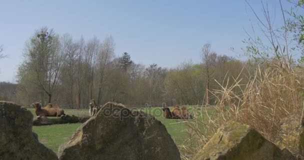 Vista de animais de camelos por trás de pedras no jardim zoológico Animais da primavera com duas corcundas Zoologia Ungulada par de dedos estudando dia ensolarado camelos estão enrugando — Vídeo de Stock