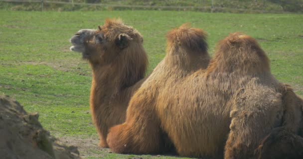 Bactrian Camel sta riposando e masticando sdraiato a terra Due gobbe a dita pari Ungulate Escursione animale allo zoo Sunny Day Cammelli stanno pascolando su un erba — Video Stock