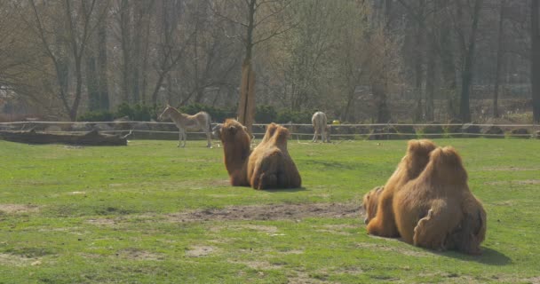 Dwa dwugarbne wielbłądy są leżącej na zwierzętach trawy z dwoma garbami nawet Toed kopytnych wycieczka do Zoo, słoneczny dzień wielbłądy są wypas wiosenny — Wideo stockowe