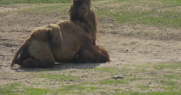 Двогорбий верблюд встає з Leaned до His Knees Animal With Two Humps Even-Toed Ungulate верблюдів пасуться на траві екскурсія до вивчення зоології зоопарк — стокове відео