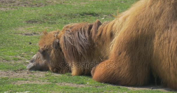 Smutný dvouhrbý klade hlavu zem vleže na louce prsty kopytníků zvířecí výlet do Zoo, kterou slunečný den velbloudi jsou pasoucí se na trávě — Stock video