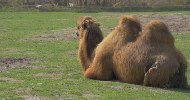 Bactrian Camel Deitado em uma grama ao sol grande animal com duas corcundas par de dedos Ungulate Excursão para o Zoológico Sunny Day Camels Are Grazing Springtime — Vídeo de Stock