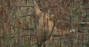 Sarı maymun üzerinde kırmızı bir Willow tırmandı