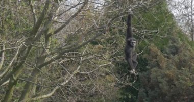 Büyük siyah maymun bir yandan şubesinin tutar