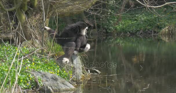 Black Long-Armed Monkey Sits on a River Bank — Stock Video