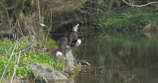 schwarzer langarmiger Affe sitzt auf einem Flussufer