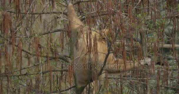 Macaco Amarelo Subiu em um Salgueiro Vermelho — Vídeo de Stock