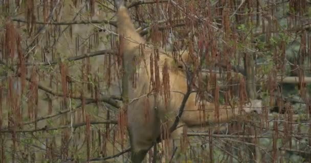 Singe jaune grimpé sur un saule rouge 