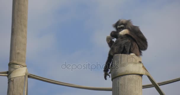 Большая чёрная обезьяна чистит свой мех — стоковое видео