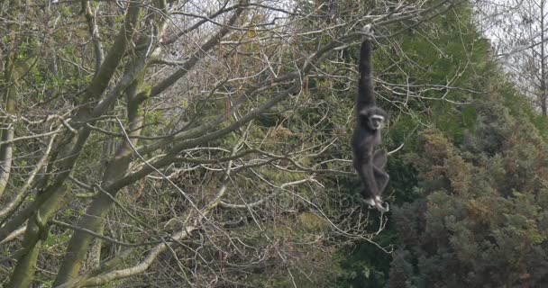 Großer schwarzer Affe hält einen Zweig mit einer Hand — Stockvideo