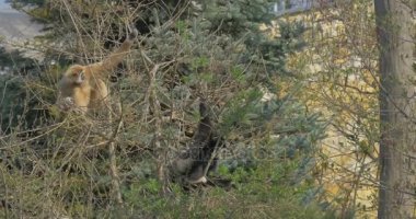 Sarı maymun ve siyah maymun yemek