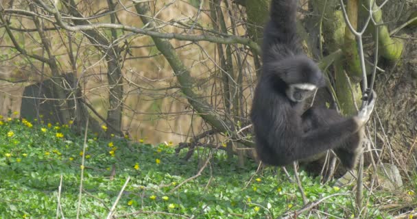 A Long-Armed Black Monkey Digs in a Grass — Stock Video