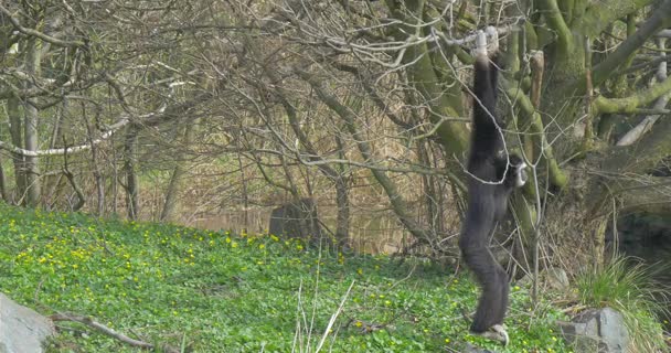 Mono negro ha colgado en una rama delgada de un árbol — Vídeo de stock