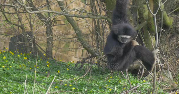 Monkey sökningar för välsmakande rötter och buggar i gräs — Stockvideo