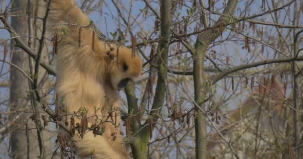 Smutný žlutá opice se dívá na její nohy — Stock video