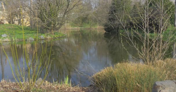 Alti alberi decidui crescono vicino a un lago — Video Stock