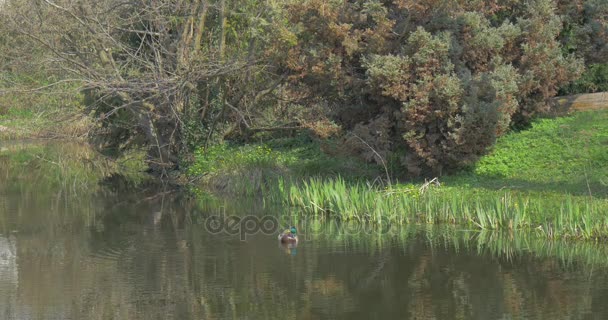 Невеликий дика качка плаває на поверхні води — стокове відео