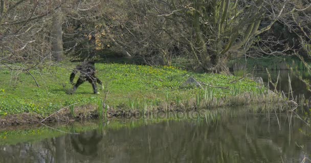 Schwarzer, flauschiger Affe läuft an einem Flussufer entlang. — Stockvideo
