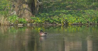 Küçük bir yaban ördeği onun tüyleri çamurdan temizler