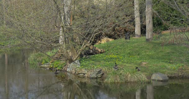 Großer schwarzer Makak rennt um einen Baum — Stockvideo