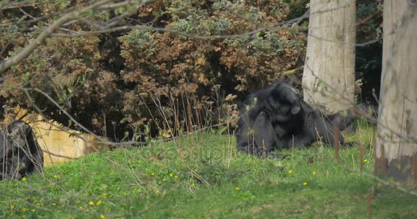 En stor svart Gorilla sitter på en gräsmatta — Stockvideo