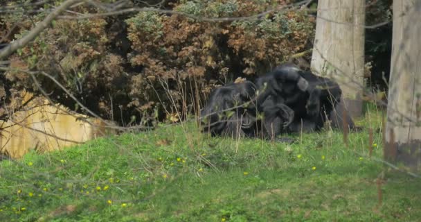 Dos gorilas negros grandes se sientan en un césped — Vídeos de Stock