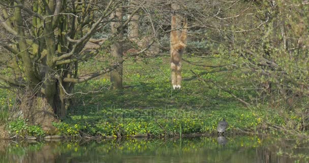 Flauschig gelber Affe hat sich an einen Ast gehängt — Stockvideo