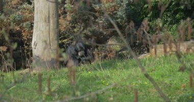 Makak zemin arayışı içinde bir böcek bir delik kazılar ve solucanlar