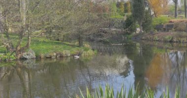 Yaban ördeği bir şehir bir Park geldi