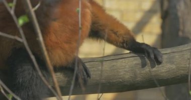 Genç bir yeşil yaprakları kırmızı maymun arar