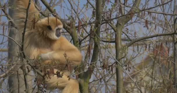 Macaco amarelo triste arranhões axila — Vídeo de Stock