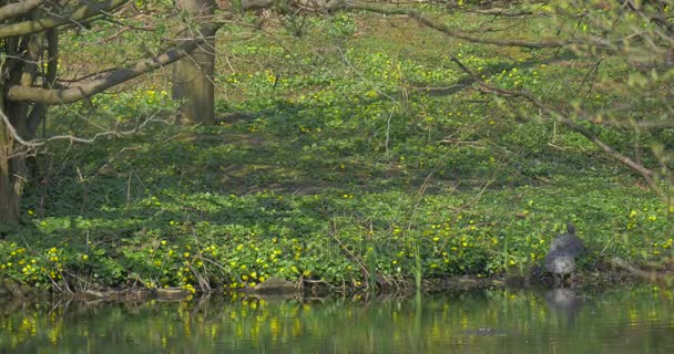 Der Schatten des Affen liegt auf dem Rasen — Stockvideo