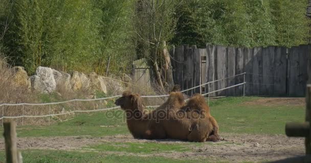 Cammello sdraiato a terra si appoggia alle ginocchia al pascolo sull'erba verde Osservazione degli animali Camelus Bactrianus nel paddock dello zoo nella Sunny Springtime Day — Video Stock