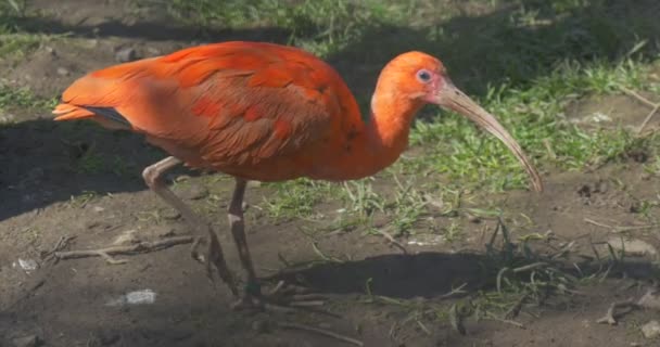 Scharlachrot-Ibis spaziert bei sonnigem Tag vorsichtig durch den Zoo, lange Beine mit gebogenem Schnabel und Hals Zoologie studiert Voliere oder Käfig Exkursion zum Park im Frühling — Stockvideo