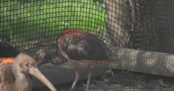 Junge und erwachsene scharlachrote Ibisse spazieren bei sonnigem Tag in der Voliere im Zoo mit langem nach unten gebogenem Schnabel Zoologie Biologie Tierbeobachtung im Frühjahr — Stockvideo