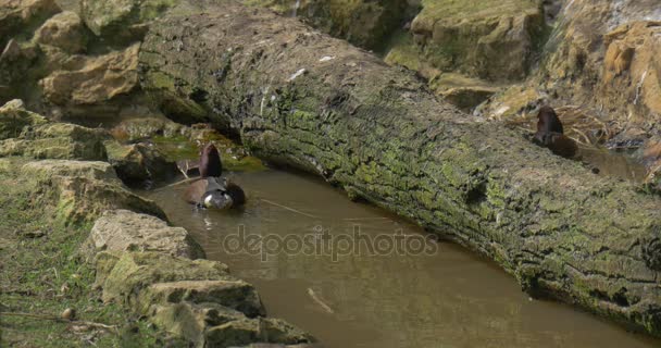 Patos salvajes nadan en el pantano en el soleado día de primavera Pequeño estanque sucio con banco pedregoso El tronco del árbol se ha caído Excursión al zoológico de Opole Polonia — Vídeos de Stock