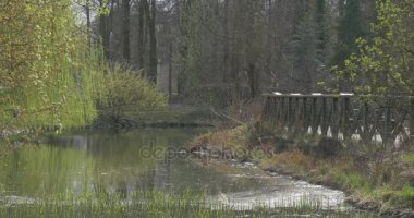 Orman manzara Bridge'de bahar Park güneşli gün küçük nehir taşlı Bankası bankalar tarafından yeşil taze ağaçlar çıplak dalları diğer tarafta ormandaki ağaçlar