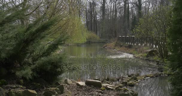 Vackra landskap Bridge i Springtime Park små steniga Älvstranden gröna granar av banker grenarna vajande i vinden i soliga dag Forest Grove — Stockvideo