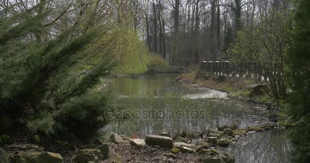 Gyönyörű táj híd tavaszi Park kis köves folyóparton zöld fenyők bankok által imbolygott, a szél, napsütéses nap Forest Grove — Stock videók