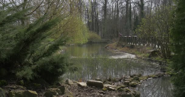 Vackra landskapet Man på bron Spring Park sedan turist promenader över liten flod steniga Bank granar av bankerna i soliga dag skogen på bakgrunden — Stockvideo