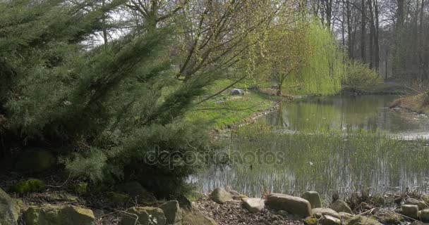 Vackert landskap i Springtime Park steniga stranden av små floden grön Fir och färsk träd vid banker Fantastiskt isolerade plats skogen i soliga dag — Stockvideo