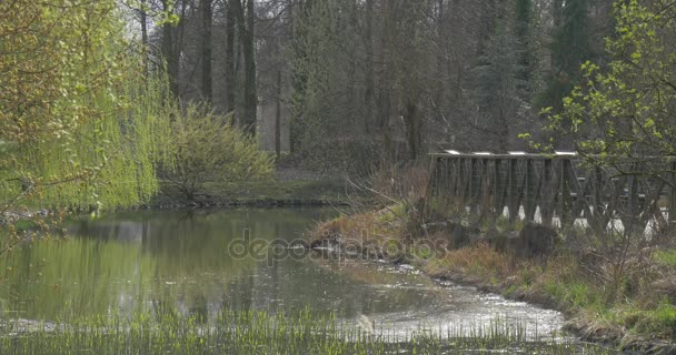 Lesní krajina most v Park jarní slunečný den malé řeky kamennému břehu čerstvou zelení bankami holé větve stromů v lese na straně druhé — Stock video